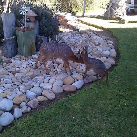 Grysbok Self Catering Accommodation Oudtshoorn Εξωτερικό φωτογραφία