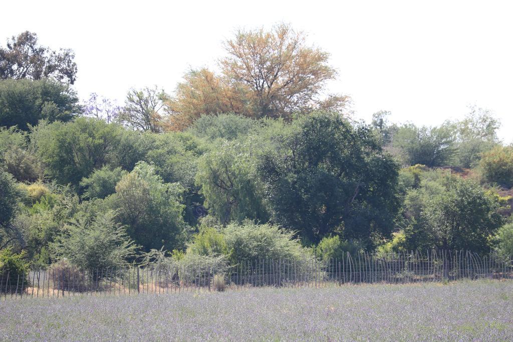 Grysbok Self Catering Accommodation Oudtshoorn Εξωτερικό φωτογραφία