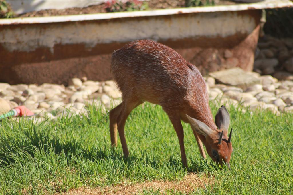 Grysbok Self Catering Accommodation Oudtshoorn Εξωτερικό φωτογραφία