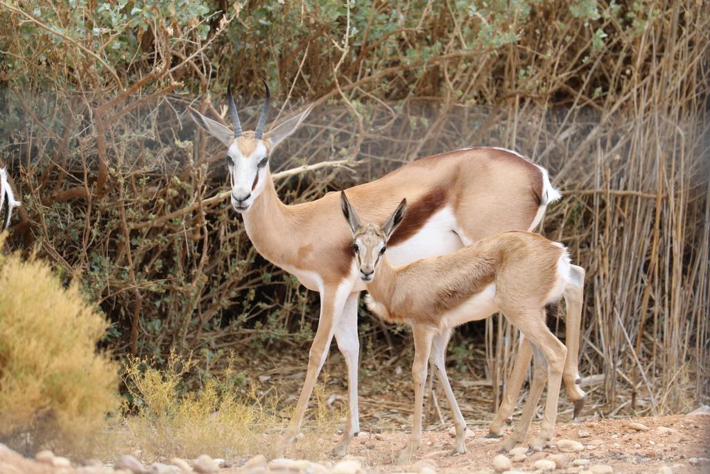 Grysbok Self Catering Accommodation Oudtshoorn Εξωτερικό φωτογραφία