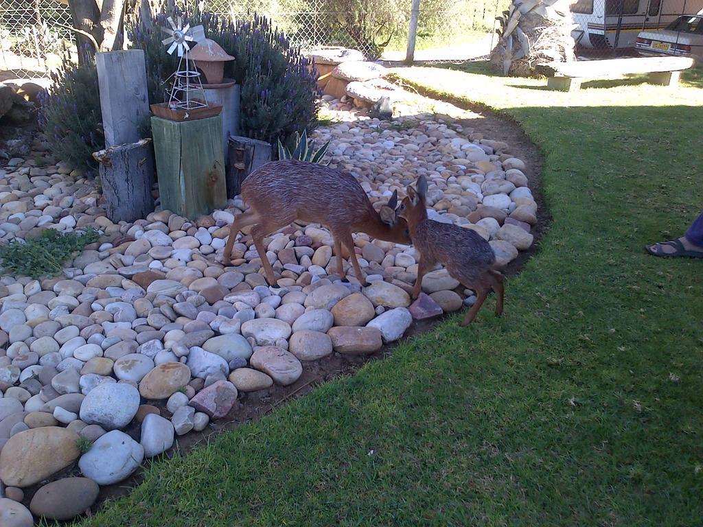 Grysbok Self Catering Accommodation Oudtshoorn Εξωτερικό φωτογραφία