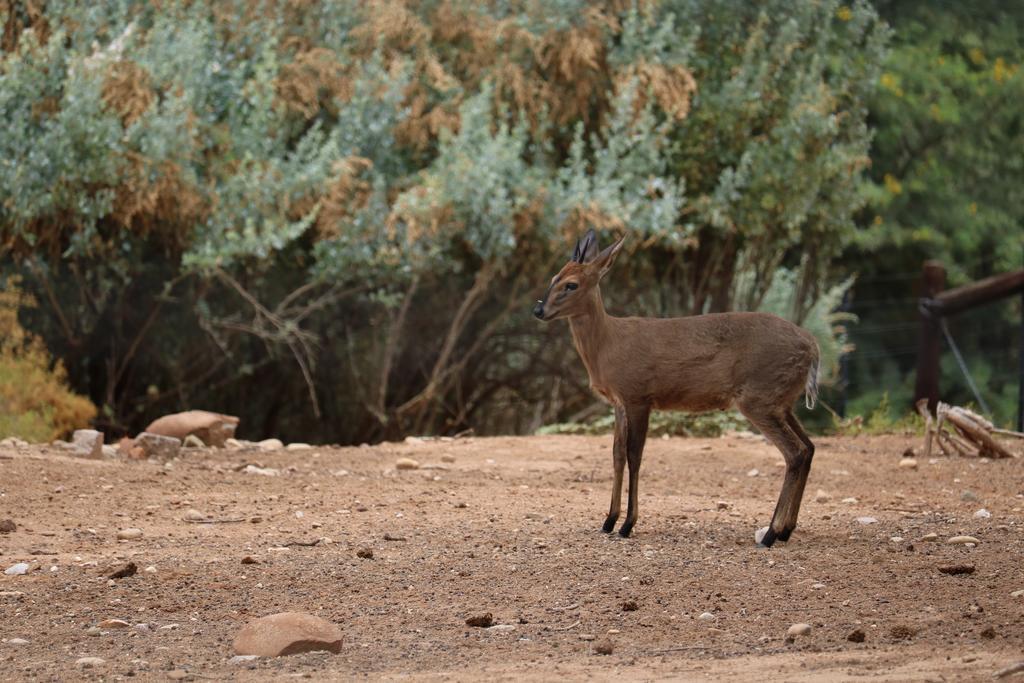 Grysbok Self Catering Accommodation Oudtshoorn Εξωτερικό φωτογραφία